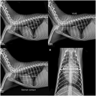 Radiographic and echocardiographic evaluation in rescued Korean raccoon dogs (Nyctereutes procyonoides koreensis)